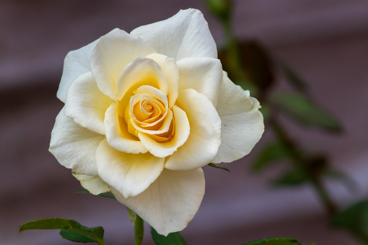flower, rose, floral, petals, rose flower, flower background, blooms at, bloom, blooming, garden, beautiful flowers, flower wallpaper, flora, close up, nature