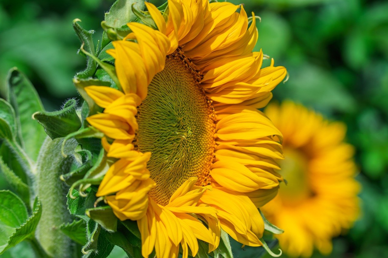 sunflower, blossom, nature, bloom, petals, plant, yellow, close up, growth, outdoors, green