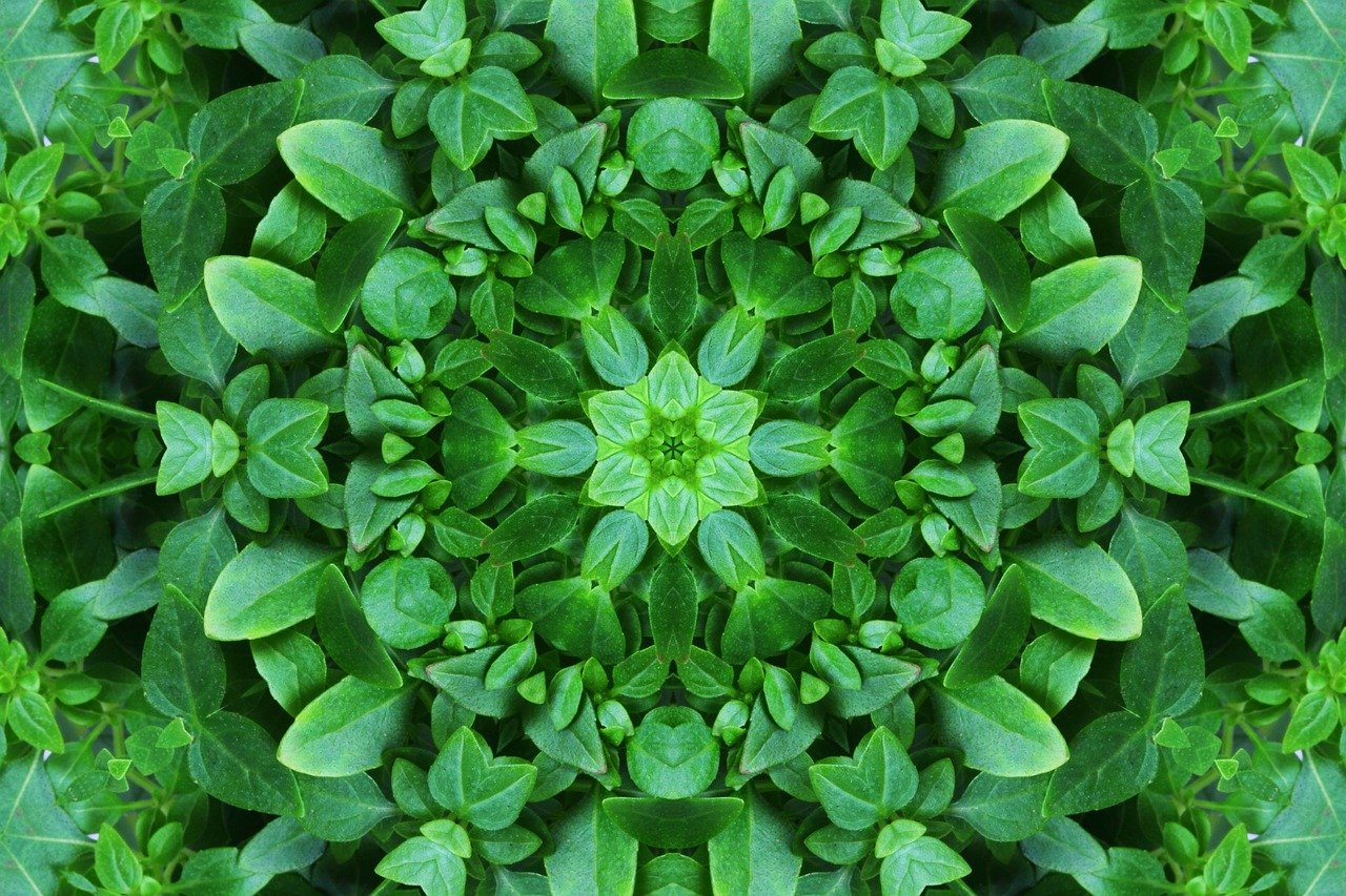 foliage, leaves, green, ground, flora, greenery, nature, plants, yard, outdoors, kaleidoscopic, pattern, geometric, design, texture, prismatic, ornamental, creative