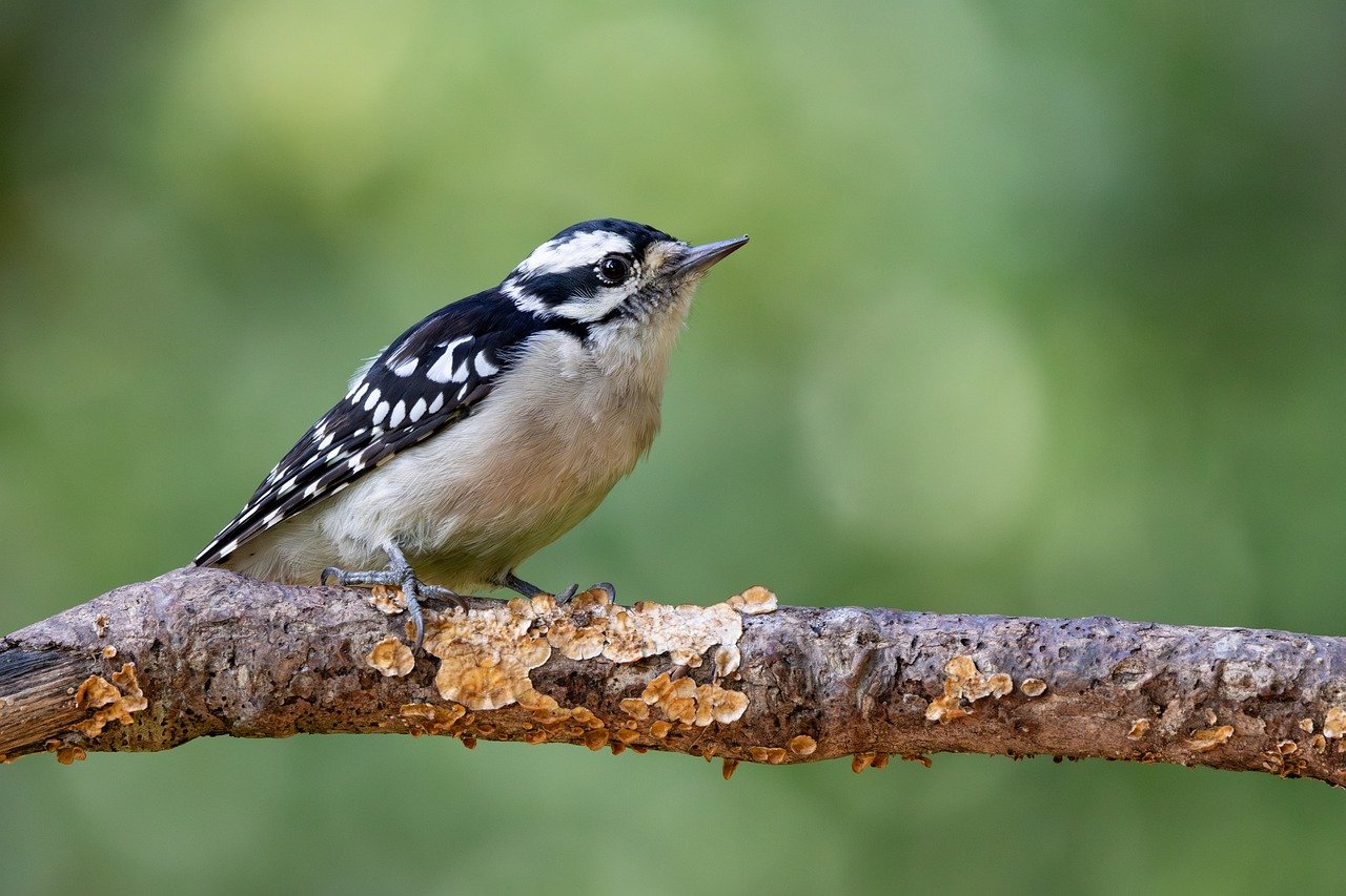 woodpecker, bird, feathers, black, nature, perched, branch, summer