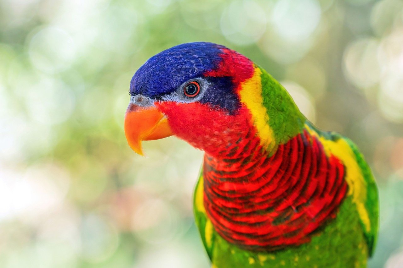 ornate lory, ornate lorikeet, parrot, lorikeet, bird, nature, colorful, plumage, tropical, sulawesi, indonesia, indonesian bird, colourful bird, colorful bird, exotic