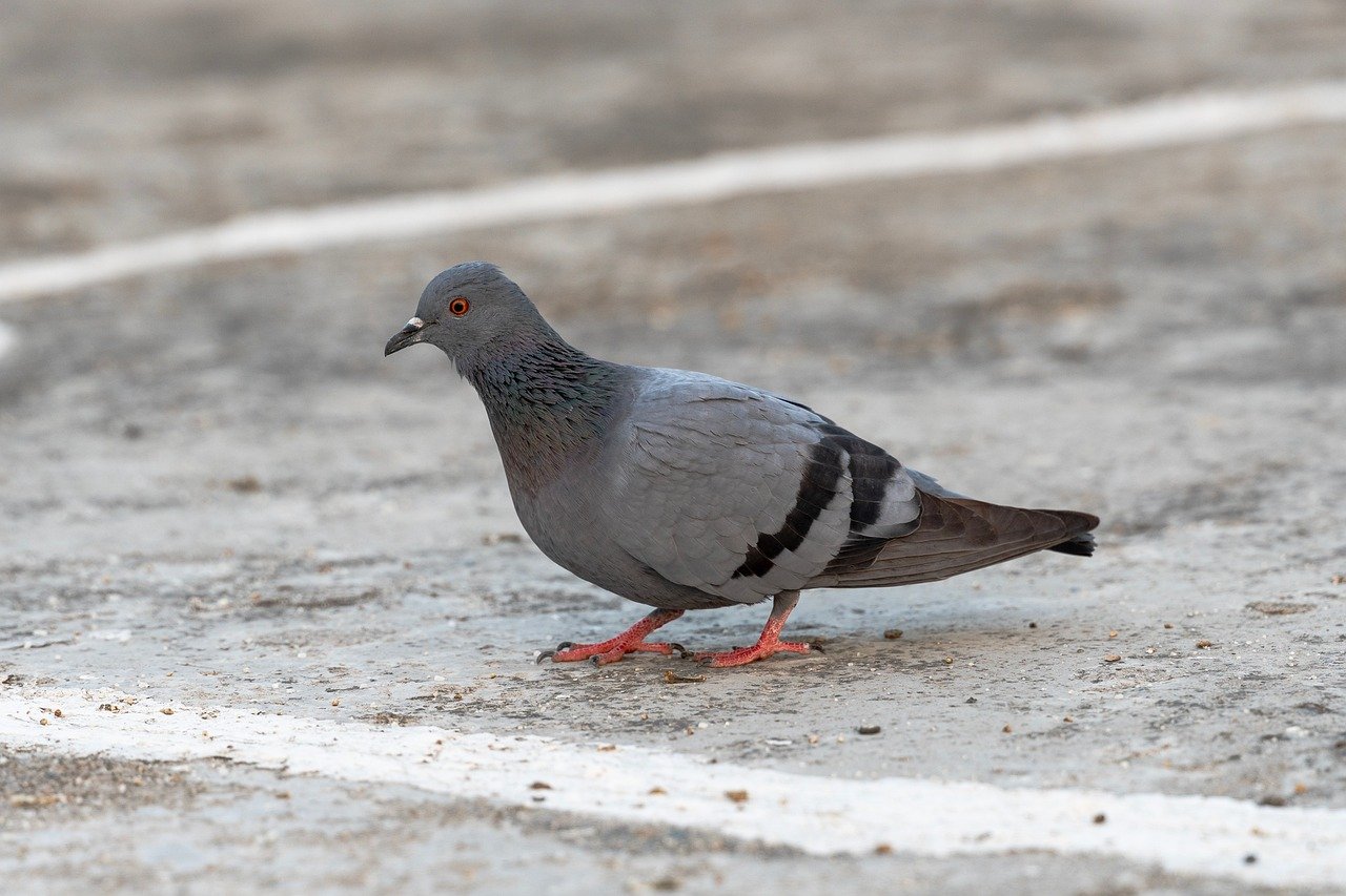 rock pigeon, pigeon, bird, animal, nature, dove, avian, ornithology, wildlife, perched, birdwatching, fauna, beak, plumage, species, feathers, columbidae, urban