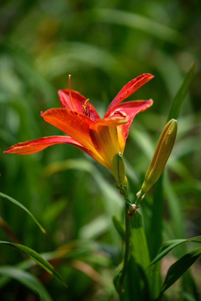 hemerocallis, flowers, petal, red, bud, flower background, flower wallpaper, beautiful flowers, nature, outdoor, garden, natural, plant, close up