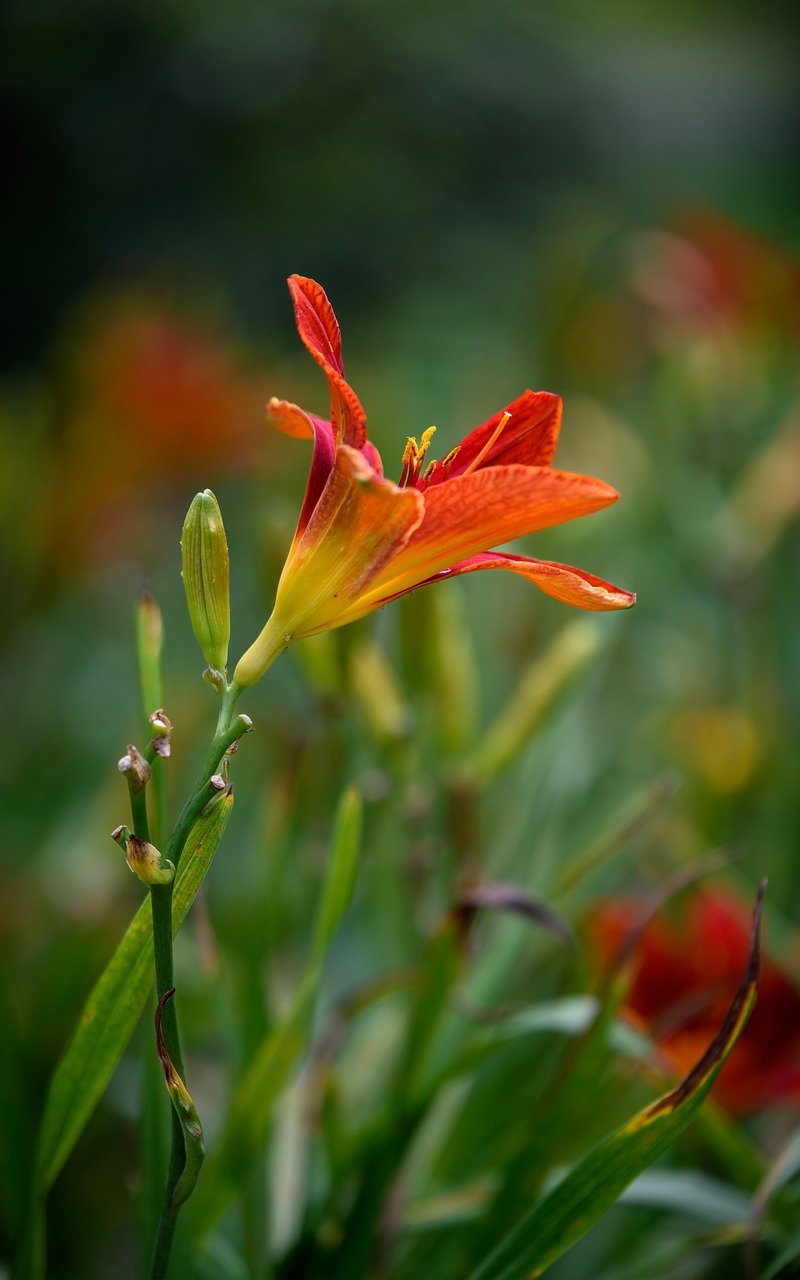 hemerocallis, flowers, flower background, petal, red, bud, outdoor, flower wallpaper, garden, natural, nature, beautiful flowers, plant, close up