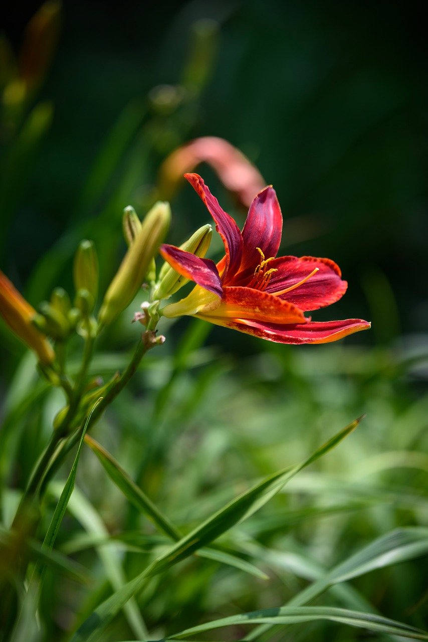 hemerocallis, flowers, beautiful flowers, petal, red, bud, flower wallpaper, nature, outdoor, flower background, garden, natural, plant, close up