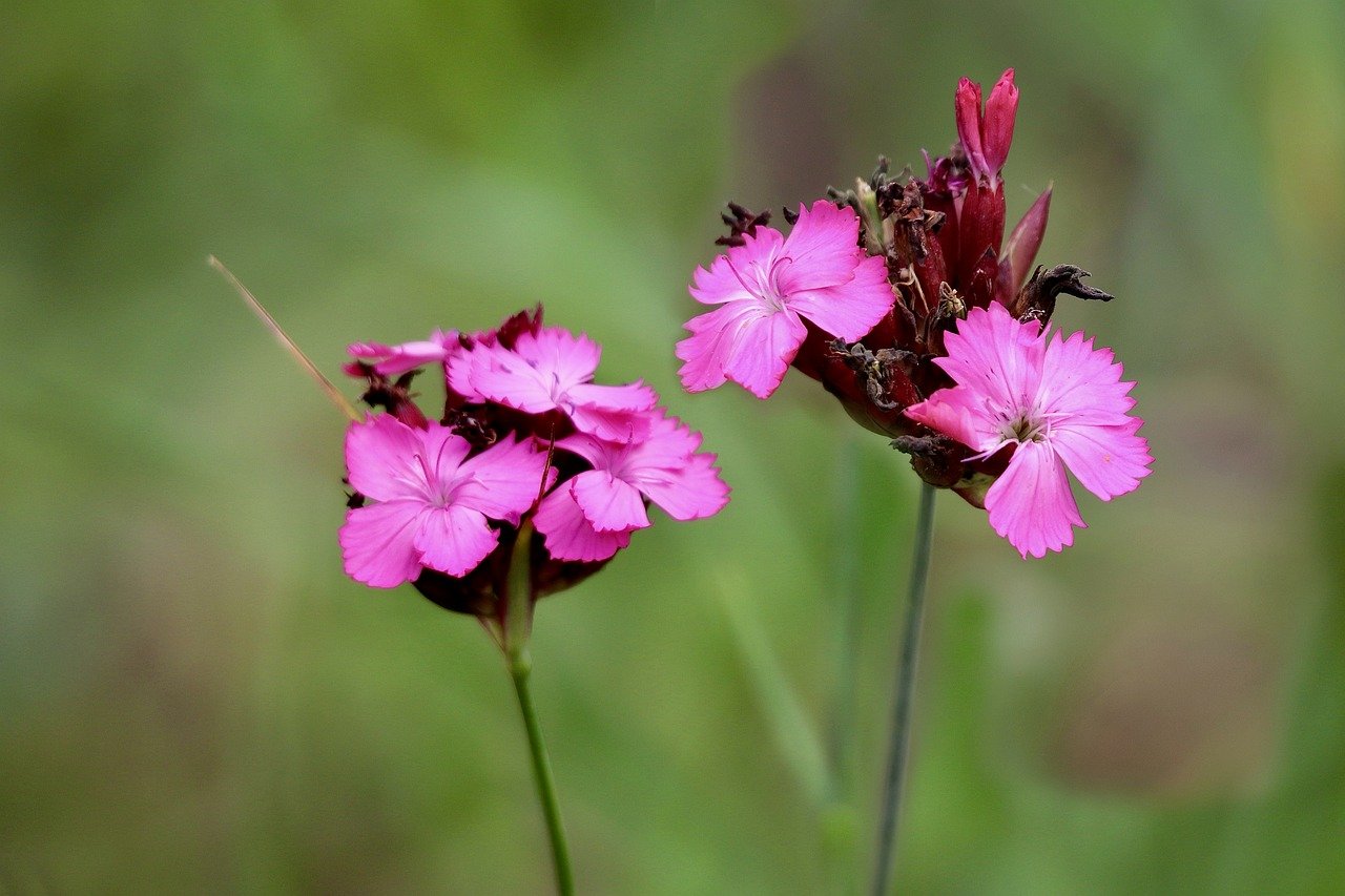 carthusian carnation, carthusian pink, stone carnation, flower meadow, meadow, beautiful flowers, plants, hd wallpaper, nature, flower wallpaper