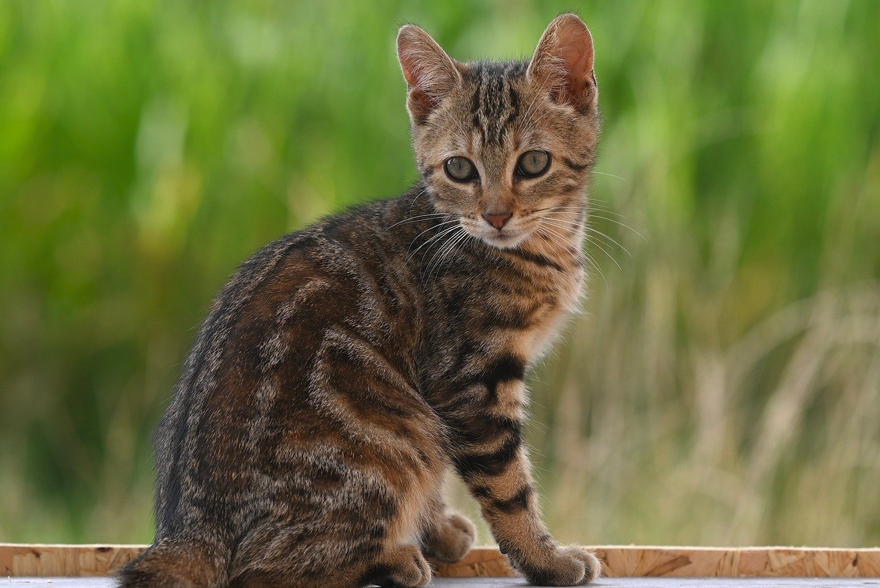 cat, nature, pet, alley cat, animal, feline