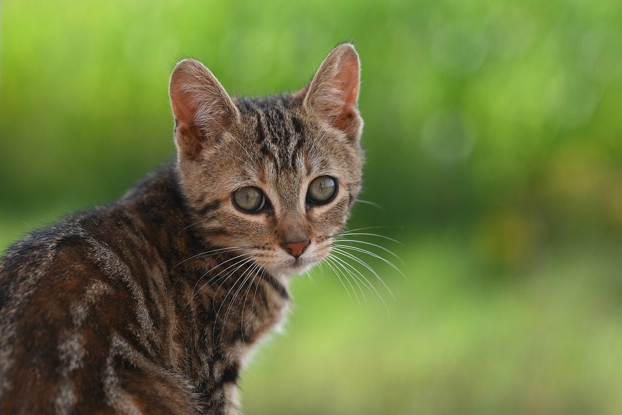 cat, animal, nature, pet, feline, portrait