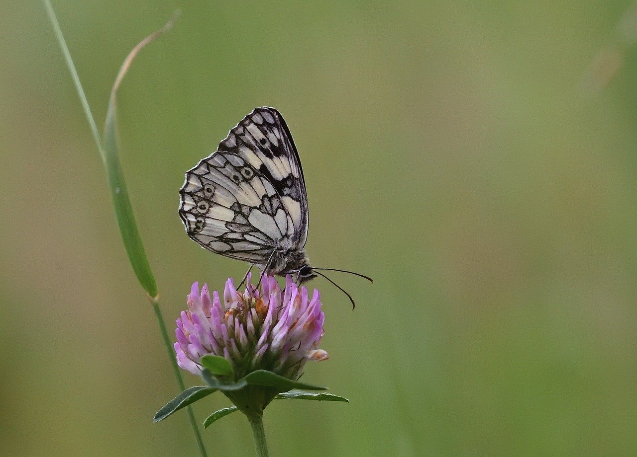 butterfly, checkerboard, close up, clover blossom, blossom, bloom, wing, butterflies, summer, meadow, nature