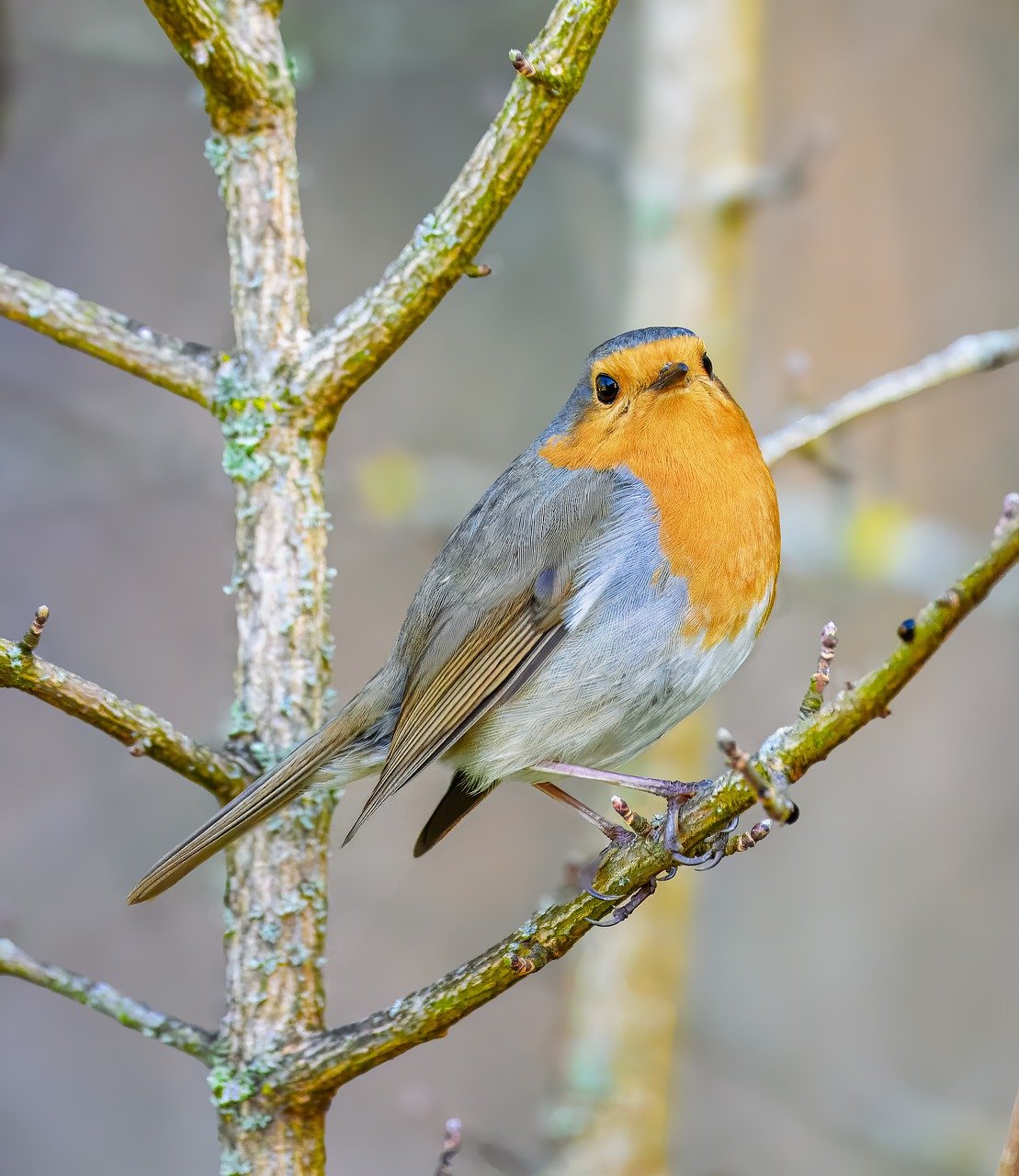 robin, bird, songbird, ornithology, wildlife, plumage, bird watching, jaw, nature, background, small bird, beautiful wallpaper, branch, garden bird