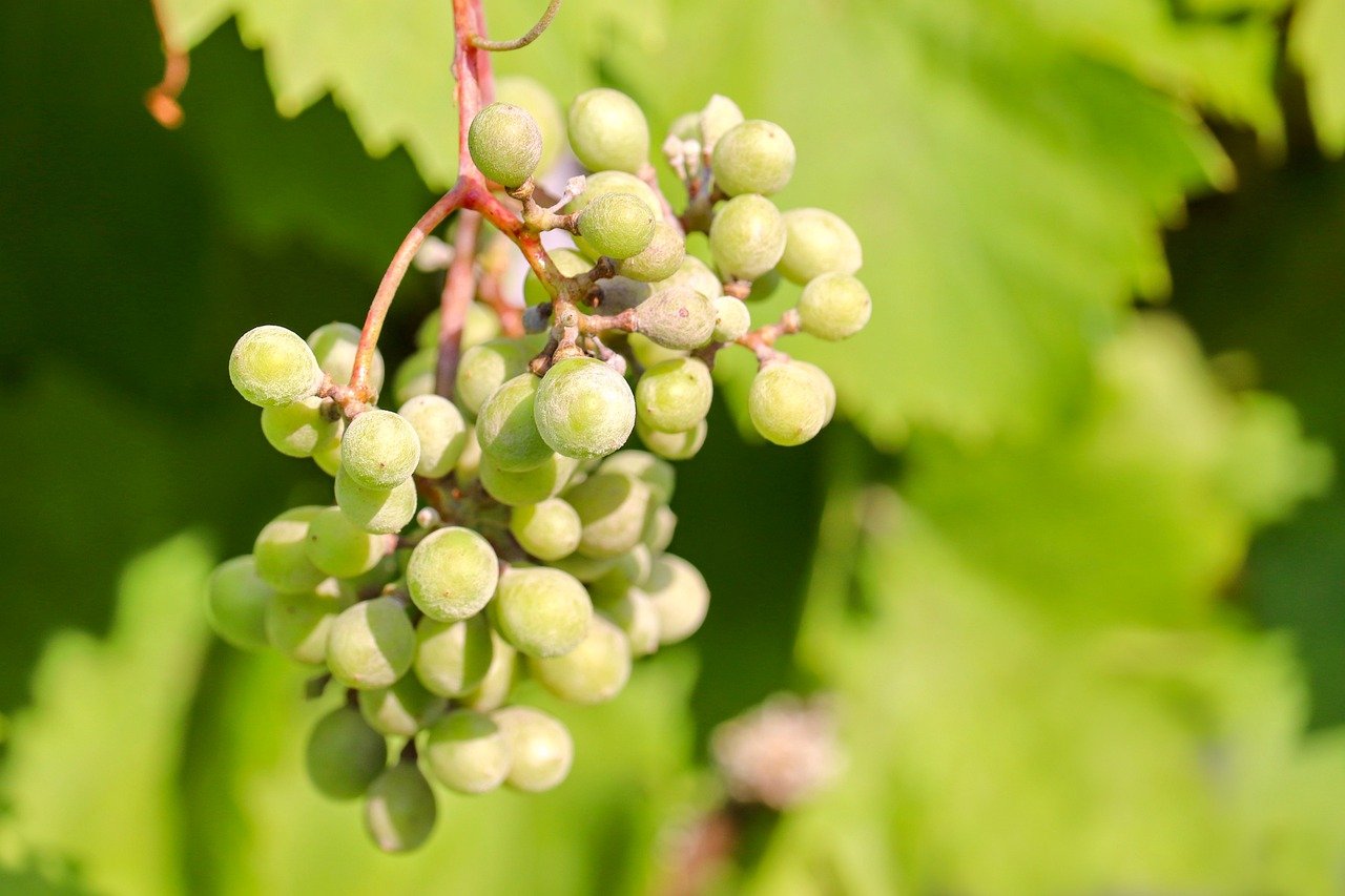 grape, berry, tire, summer, vineyard, vine, viticulture, nature, grapevine, wine