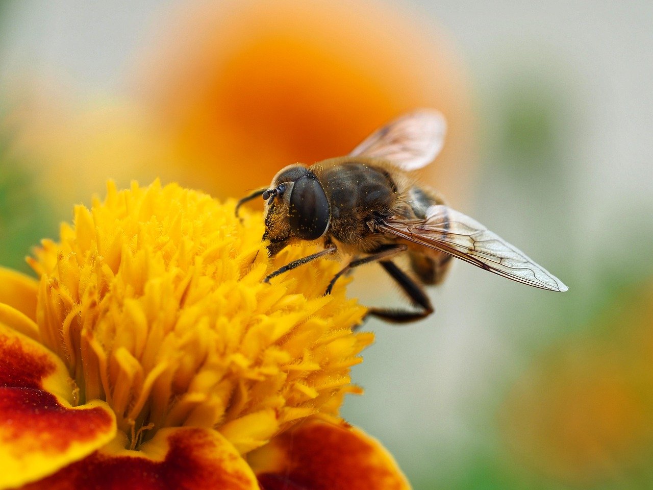 hover fly, insect, hd wallpaper, blossom, bloom, nature, pollination, close up, nature background, macro, nature wallpaper, entomology, pollinate, beautiful nature, full hd wallpaper, desktop backgrounds