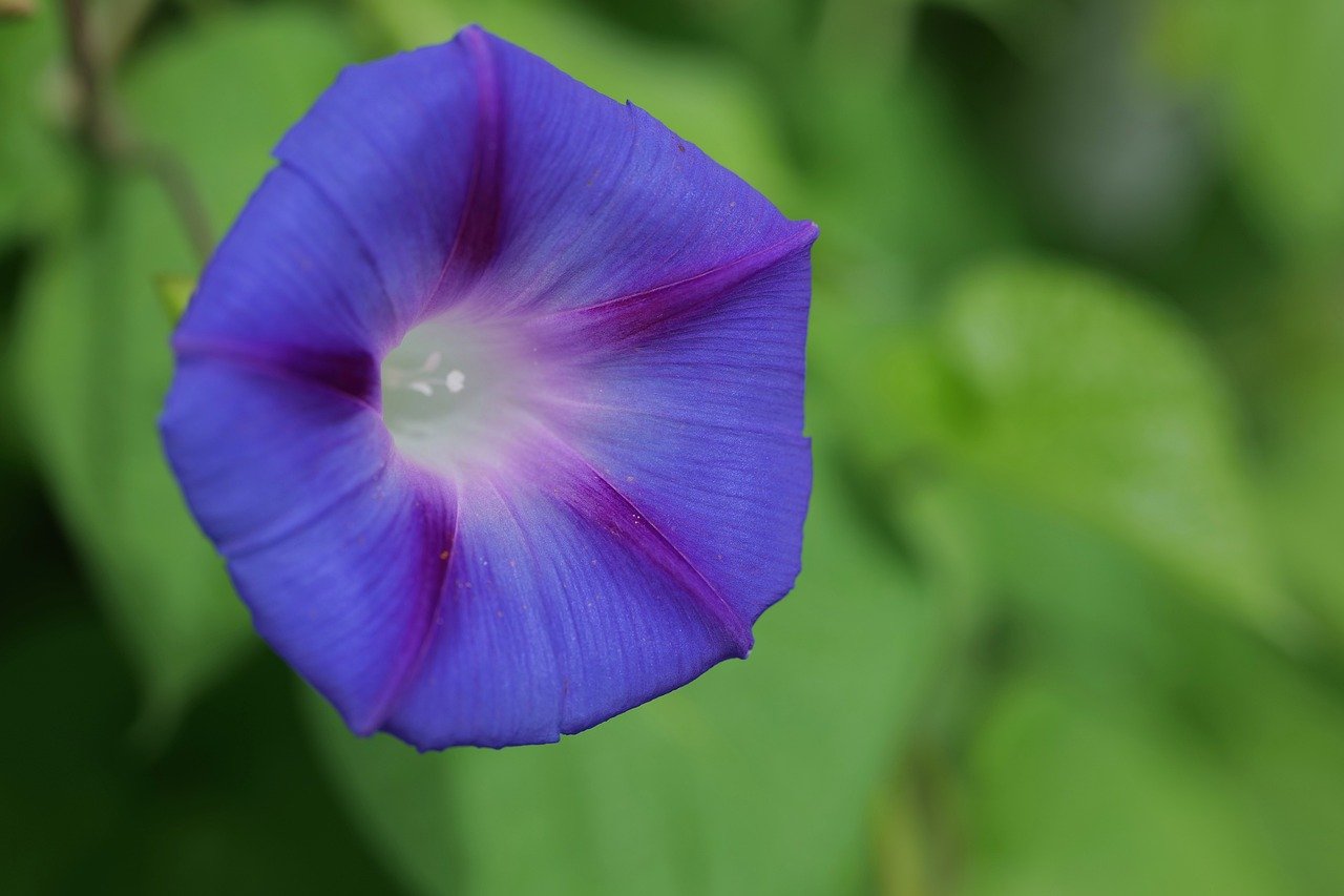 winds, blossom, bloom, plant, garden, botany, climber plant, petals, close up