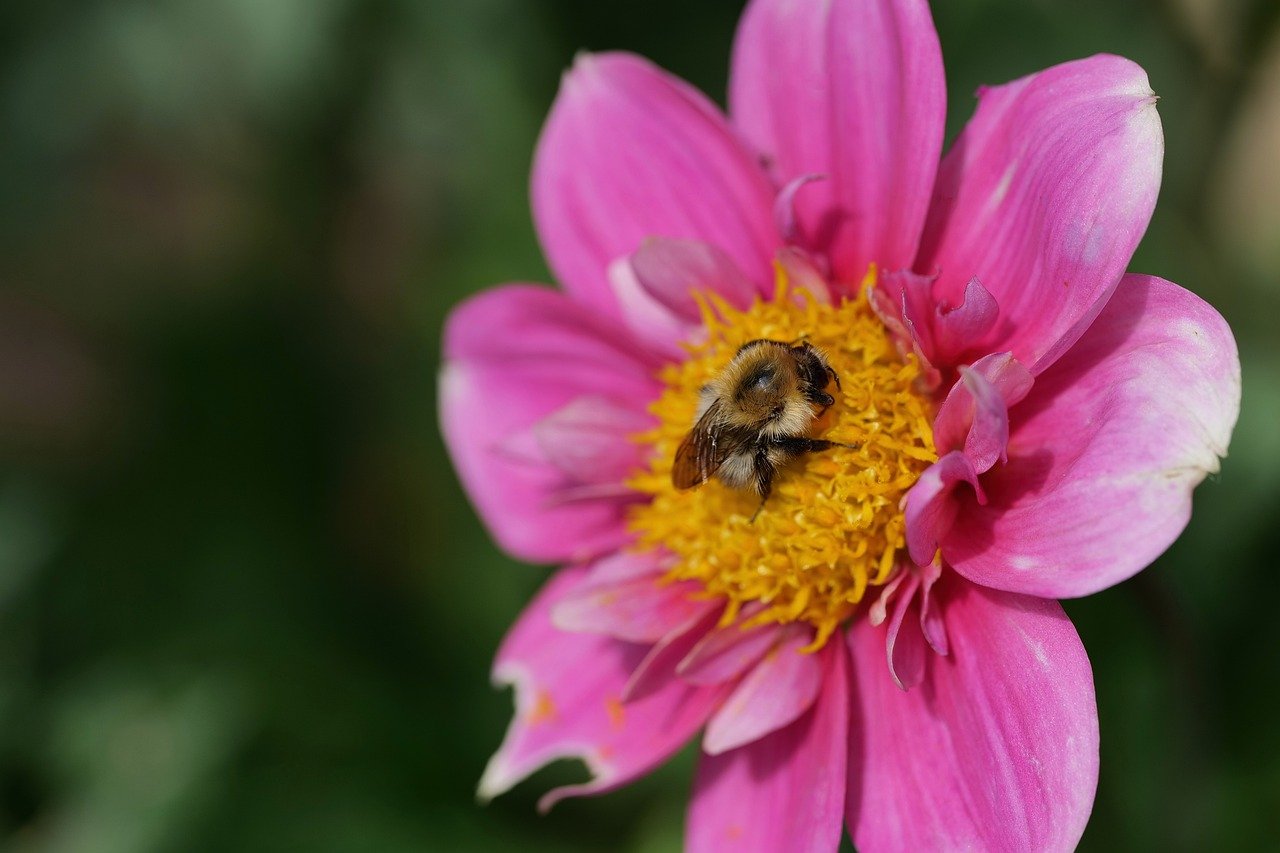 dahlia, bee, insect, nature, close up, blossom, bloom, garden, summer