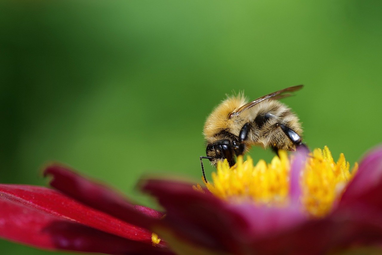 bee, insect, dahlia, nature, blossom, bloom, close up, garden, summer, wildlife