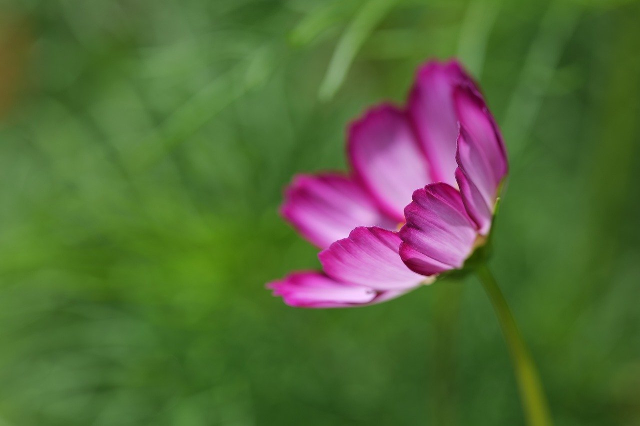 cosmea, jewelry basket, blossom, bloom, close up, summer, backlighting, nature