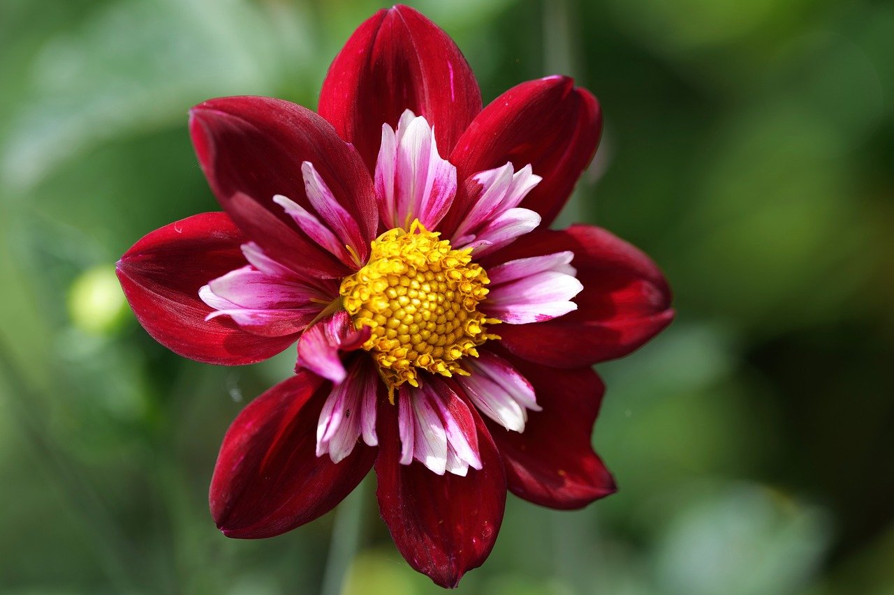 dahlia, blossom, bloom, nature, petals, close up, garden, botany, summer