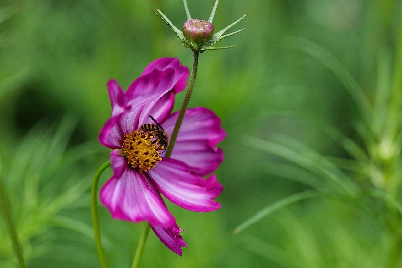 cosmea, jewelry basket, flower background, bee, insect, beautiful flowers, bud, nature, flower, flower wallpaper, close up, garden, botany