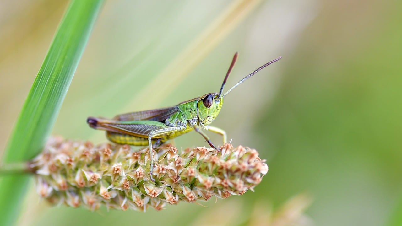 grasshopper, insect, desert locust, nature, ear, macro, vegetation