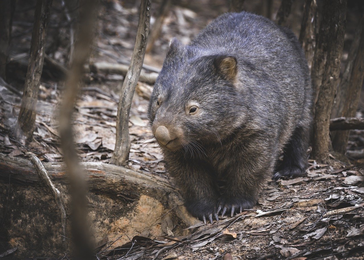 common wombat, wombat, animal, marsupial, vombatus ursinus, bare-nosed wombat, mammal, herbivore, wildlife, nature, wild, nocturnal, forest, woods, australian bush, dusk, twilight, australian, australia