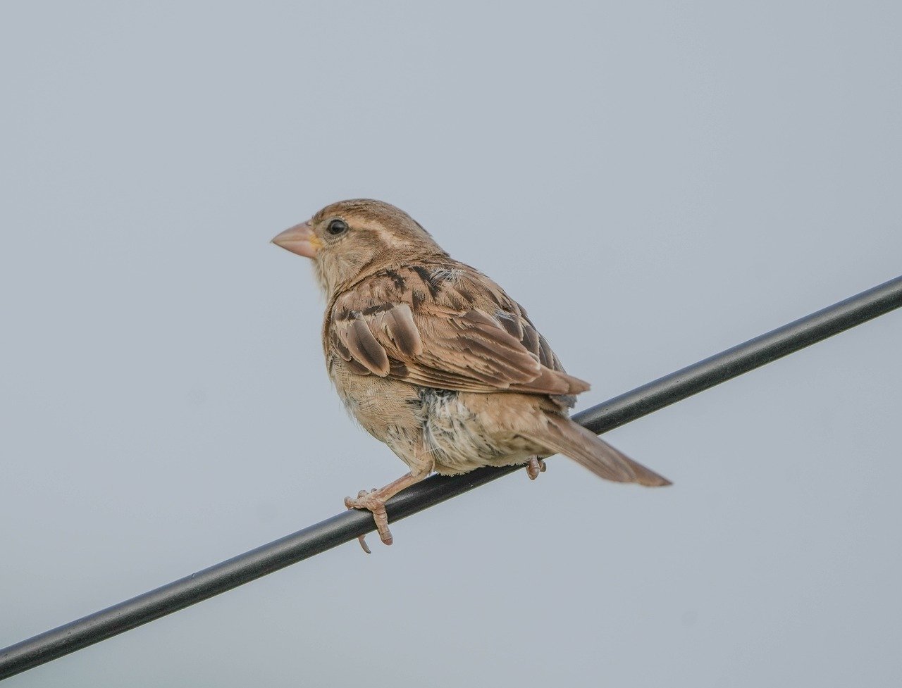 house sparrow, sparrow, animal, bird, wildlife, nature, plumage, ornithology, songbird, fauna, avian, feathers, birdwatching, perched, species