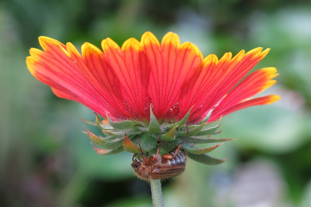 cocard flower, junior beetle, aphid, beetle, insect, nature, flower, blossom, flower background, bloom, plant, petals, flower wallpaper, beautiful flowers, close up