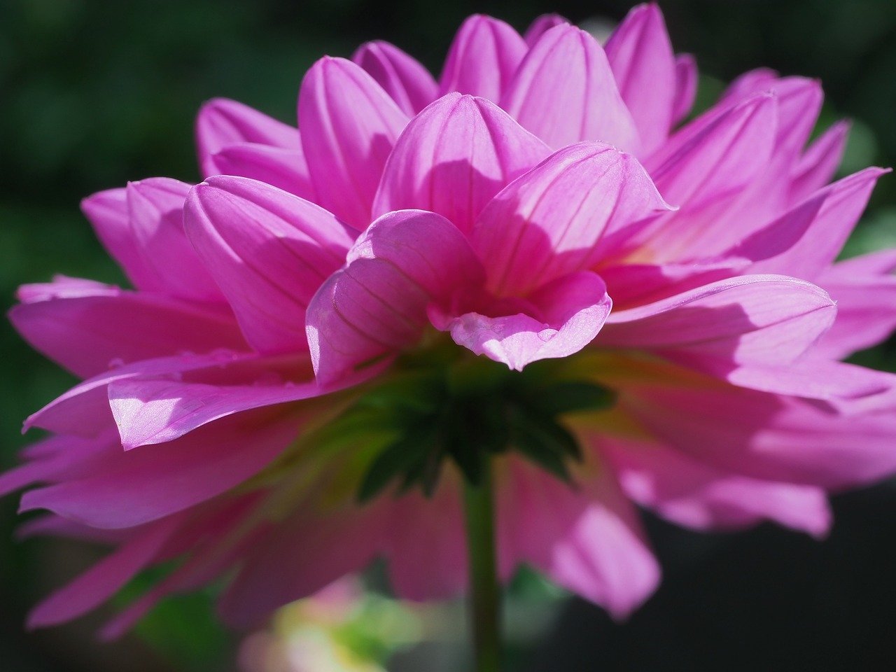 dahlia, blossom, bloom, nature, close up, petals, garden, botany, summer