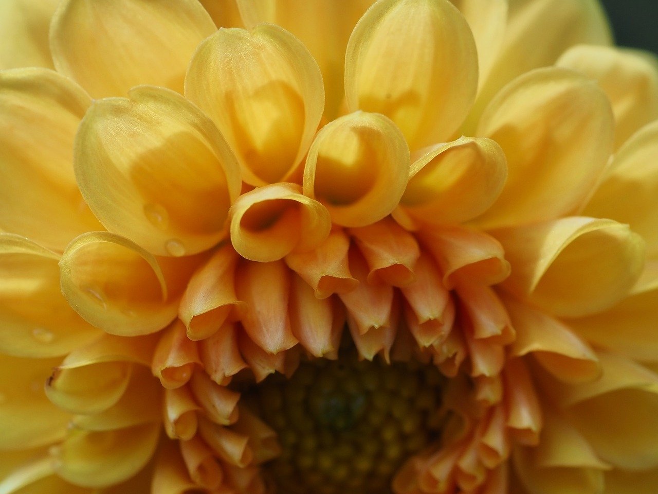 dahlia, petals, close up, garden, botany, summer, nature
