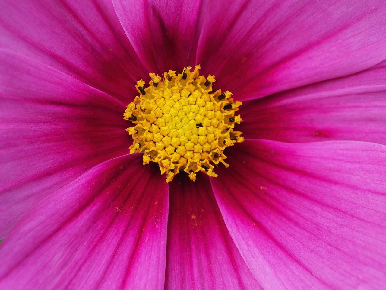 cosmea, close up, jewelry basket, blossom, bloom, nature, garden, pink, summer, macro