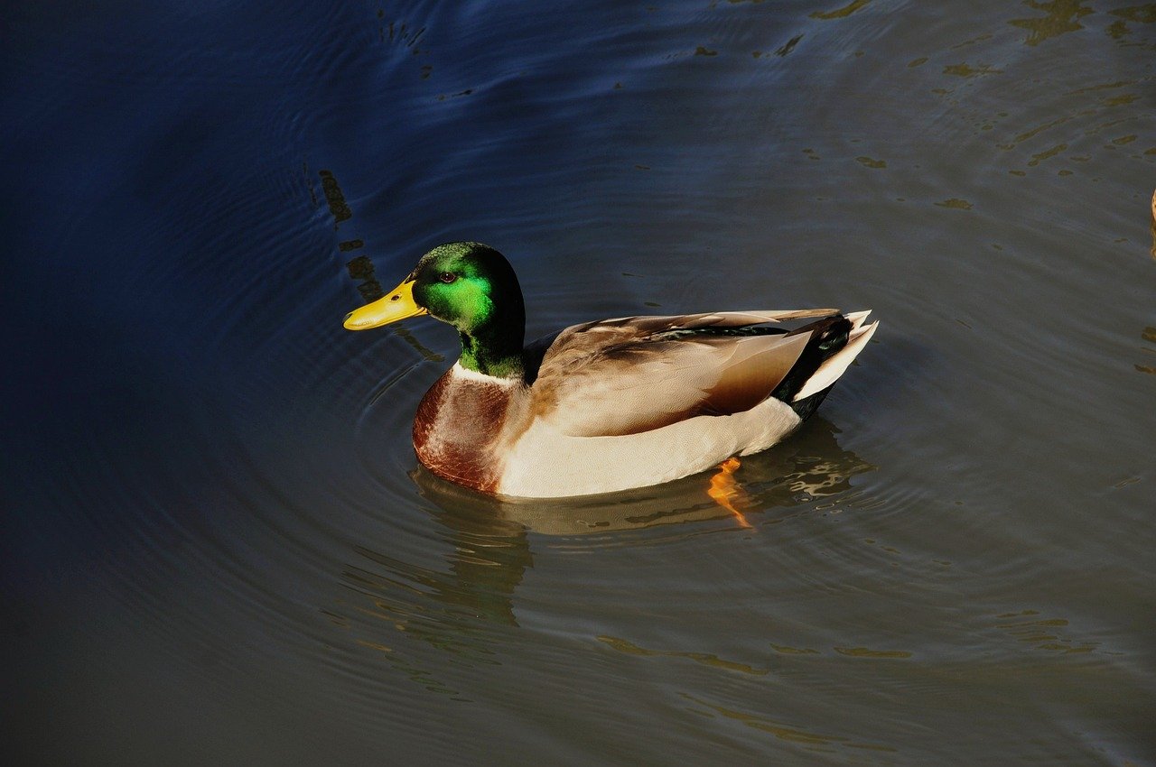 duck, nature, wildlife, bird, plumage, feathers