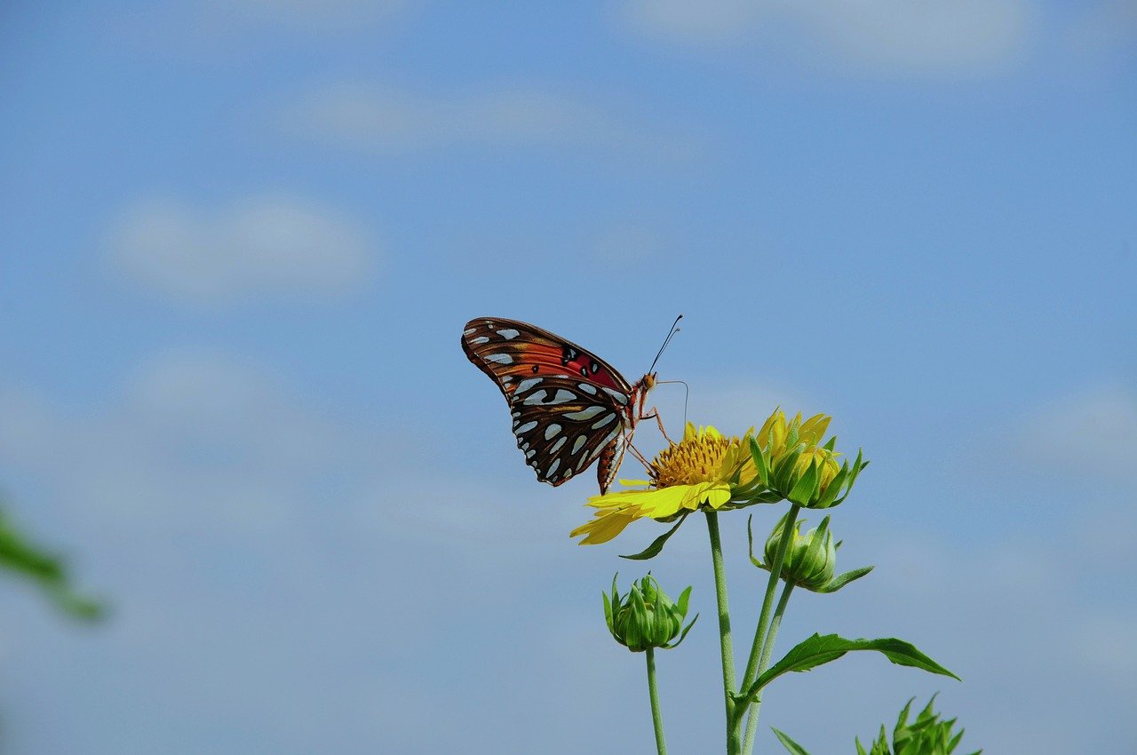 butterfly, nature, insect, flower, summer, wings