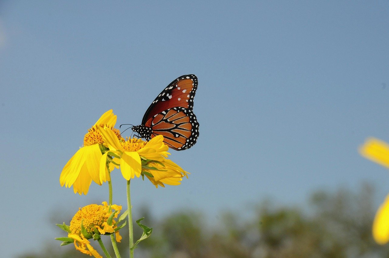 butterfly, nature, insect, flower, summer, wings