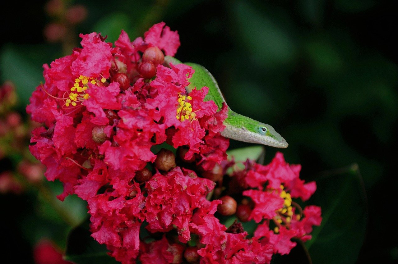 lizard, reptile, nature, animal, chameleon, garden