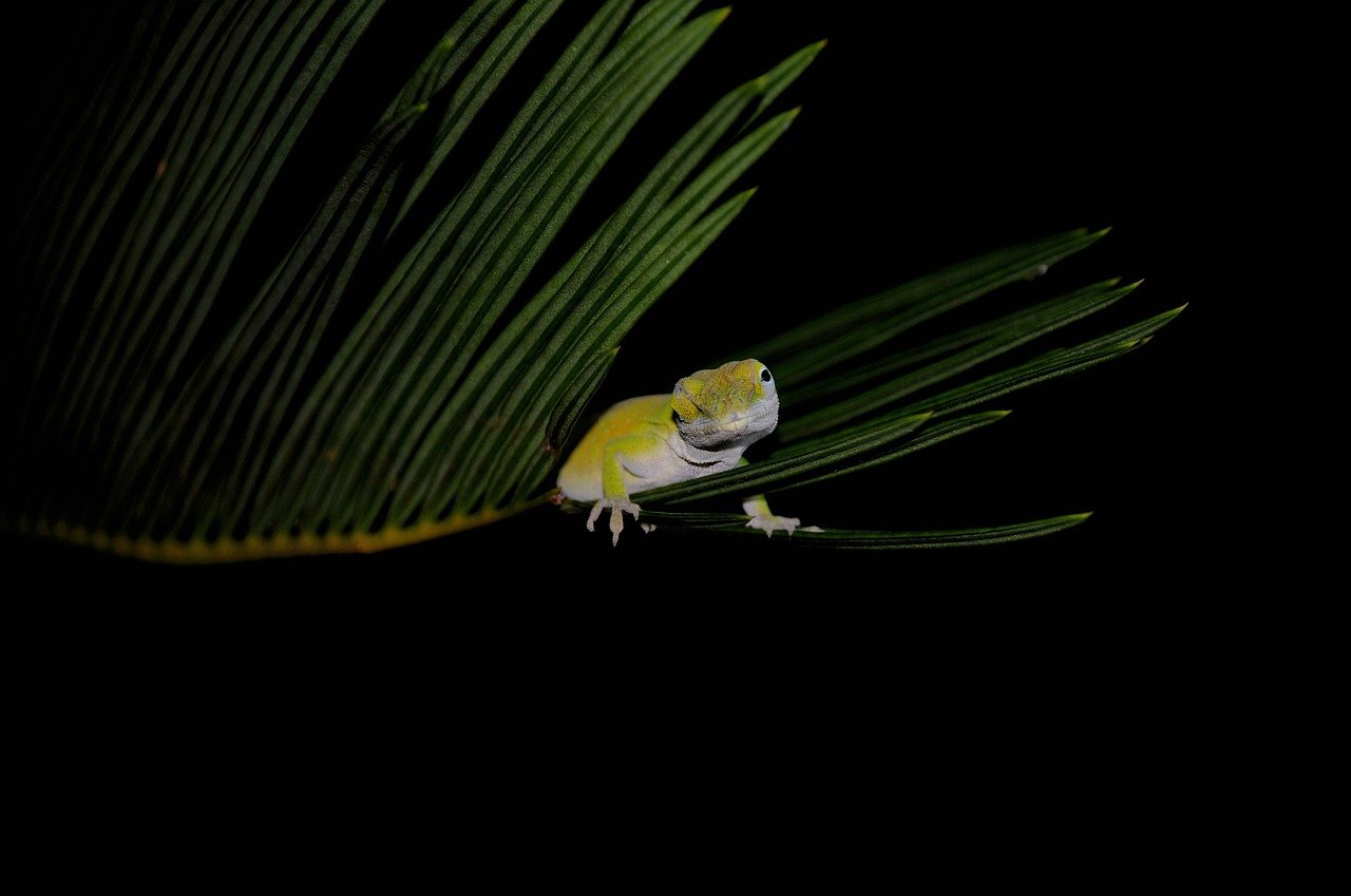 lizard, reptile, animal, wildlife, chameleon, jungle