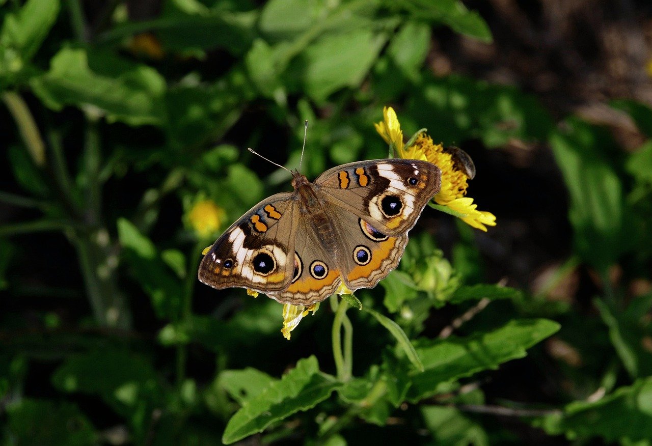 butterfly, nature, insect, flower, summer, wings