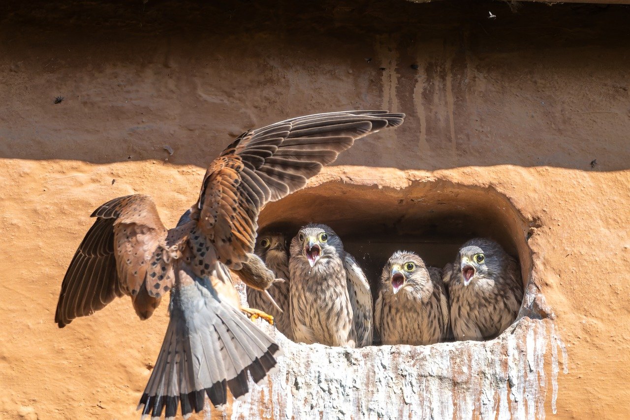 animal, nature, hd wallpaper, wildlife, wild, flight, beak, bird, raptor, kestrel, female, chick, nest, feeding, departure, young birds, offspring, brut, hungry, fluffy, mac wallpaper, full hd wallpaper, feed, mouse