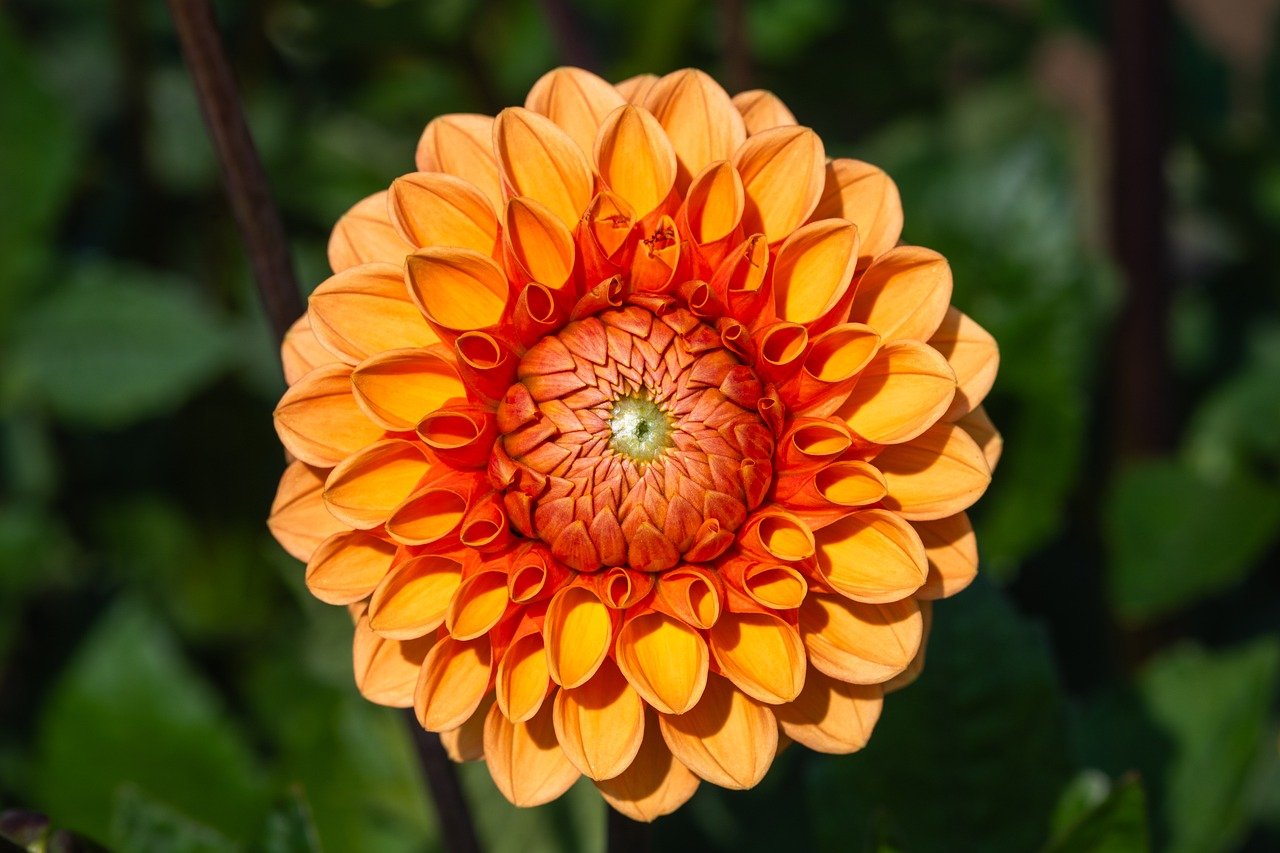 flower, dahlia, pink, wallpaper hd, mac wallpaper, cool backgrounds, desktop backgrounds, blossom, floral background, beautiful flowers, free wallpaper, hd wallpaper, bloom, flora, laptop wallpaper, free background, botany, windows wallpaper, wallpaper 4k, 4k wallpaper, 4k wallpaper 1920x1080, garden, nature, close up, background, full hd wallpaper, flower wallpaper, summer, flower background, beautiful wallpaper, orange