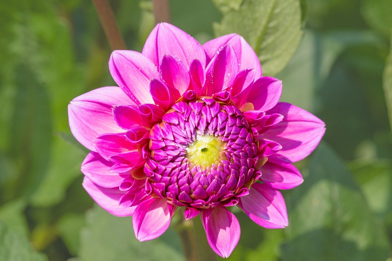 flower, dahlia, pink, blossom, bloom, flora, botany, garden, nature, close up, background, summer