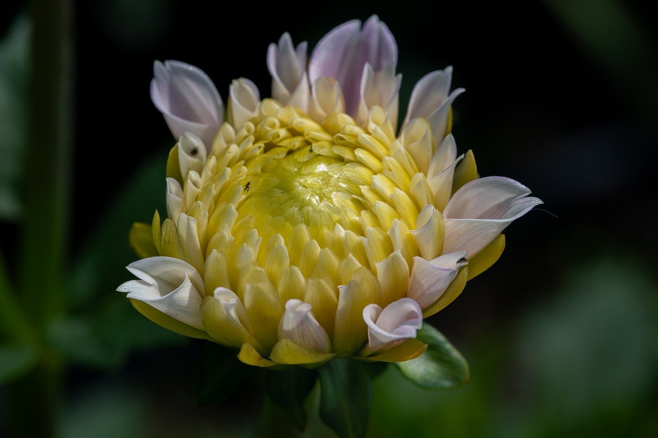 flower, dahlia, hd wallpaper, blossom, bloom, flora, botany, garden, nature, close up, background, summer, bud, white, yellow, macro, petals, flower wallpaper