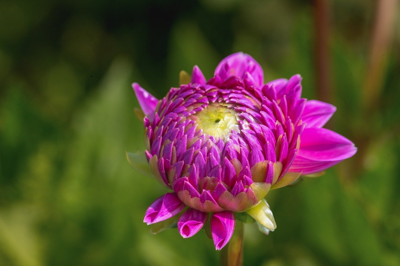flower, dahlia, pink, blossom, bloom, flora, botany, garden, nature, close up, background, summer