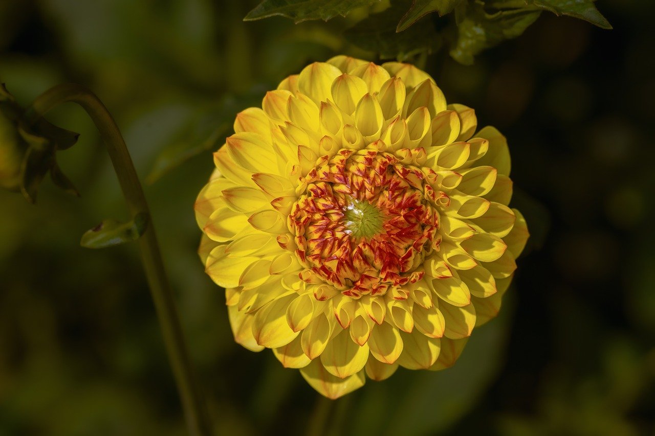 flower, dahlia, blossom, bloom, flora, botany, garden, nature, close up, background, summer, orange, yellow