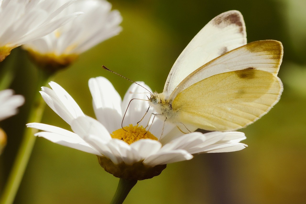 white, butterfly, nature, insect, close up, flower background, flower wallpaper, summer, garden, wing, pollination, butterflies, plant, lavender, entomology, animal, blossoms, flower, beautiful flowers, pollinate