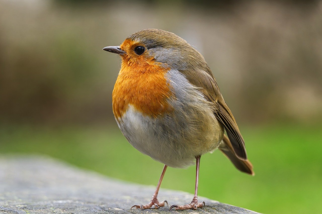 wildlife, robin, bird, 4k wallpaper 1920x1080, breast, windows wallpaper, redbreast, 4k wallpaper, nature, free wallpaper, wallpaper hd, desktop backgrounds, cold, laptop wallpaper, winter, plumage, animal, hd wallpaper, background, european, beautiful wallpaper, full hd wallpaper, natural, red, cool backgrounds, free background, avian, fauna, small, blurred, wooden, wallpaper 4k, closeup, standing, mac wallpaper, log, backdrop, habitat, uk