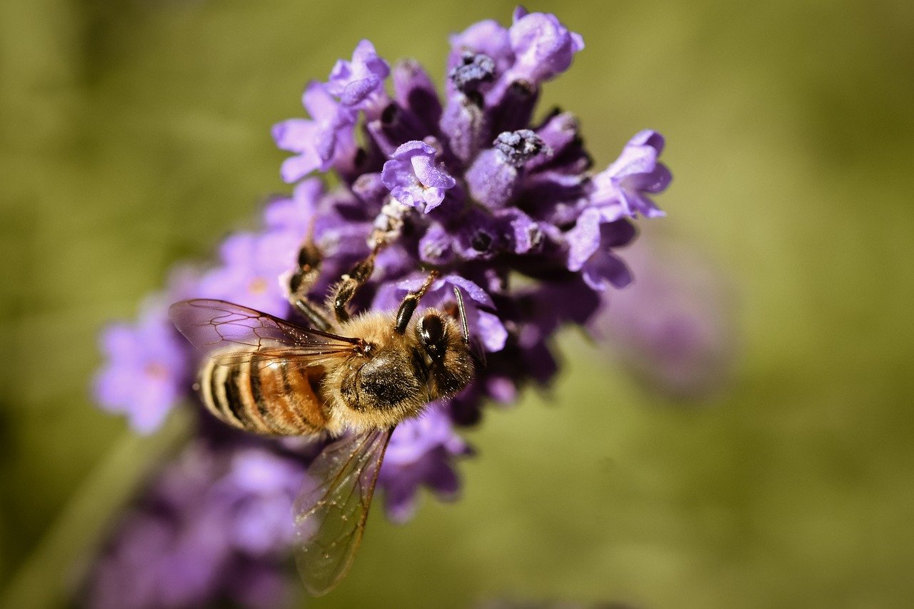 bee, lavender, insect, nature, close up, macro, pollination, honey bee, wing, entomology, blossom, bloom, nectar, pollen, flower, violet, spring, garden, flora, biology, eco system