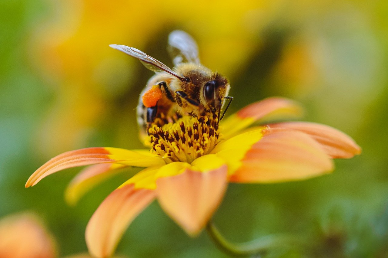 bee, flower, insect, nature, macro, close up, fauna, entomology, wildlife, green, plant