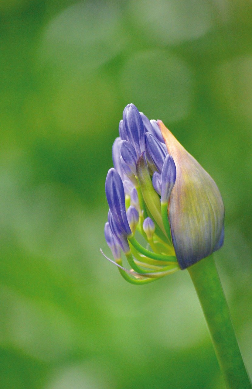 plants, african lilies, lilies of the nile, garden, flor, aschmuck lilies, amaryllidaceae, purple flower, blooms, blue flowers, jewelry lilies, botany, nature, beautiful flowers, blossoms, flower wallpaper, love flowers, floral background, agapanthus