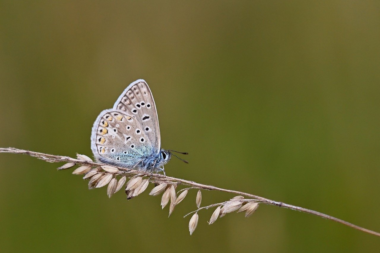 butterfly, common blue, butterflies, summer, meadow, close up, bluish, grass, wing, blade of grass, butterfly wings, nature