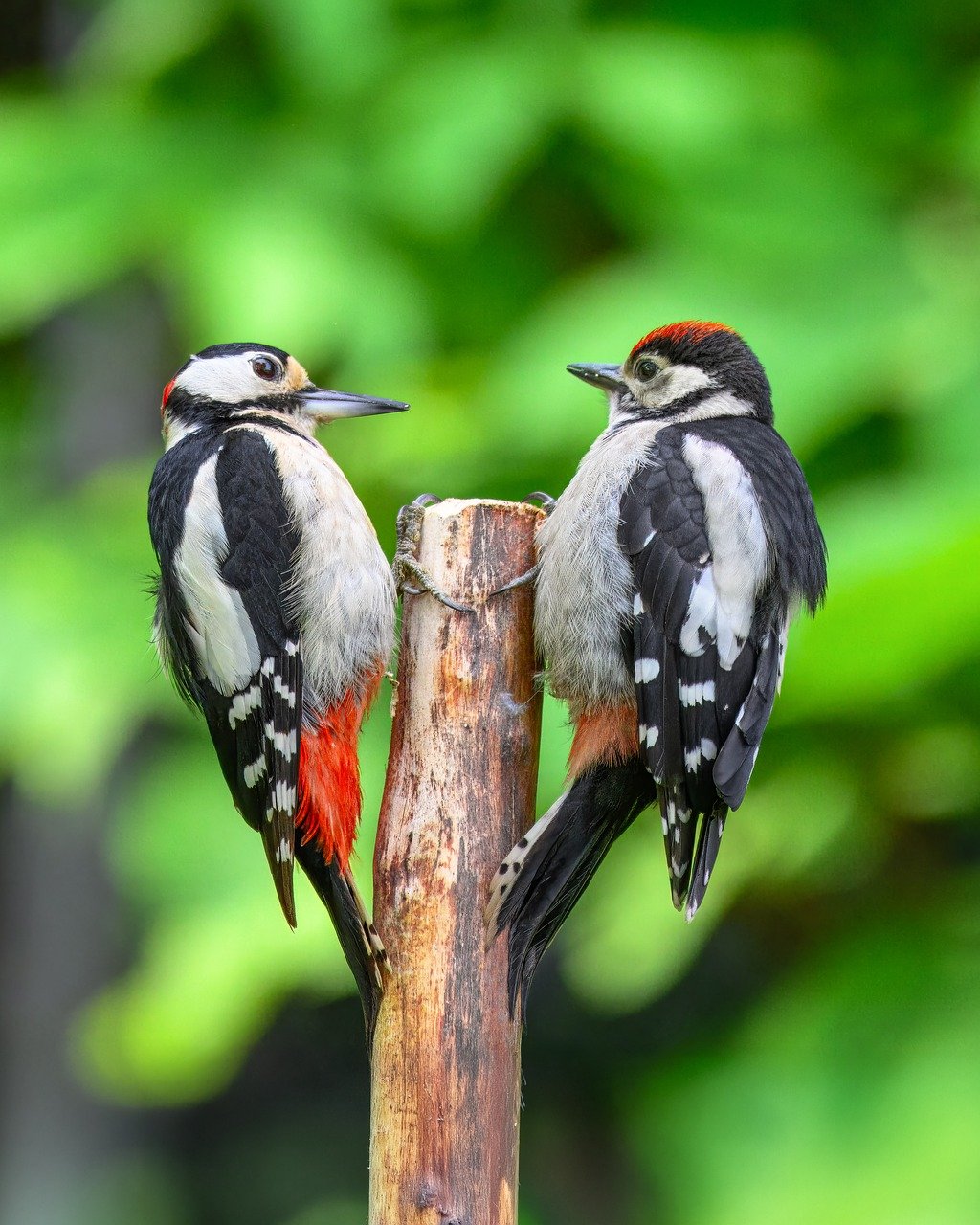 great spotted woodpecker, woodpecker, young bird, bird, bird watching, ornithology, wild bird, feed, nature, branch, wildlife, animal