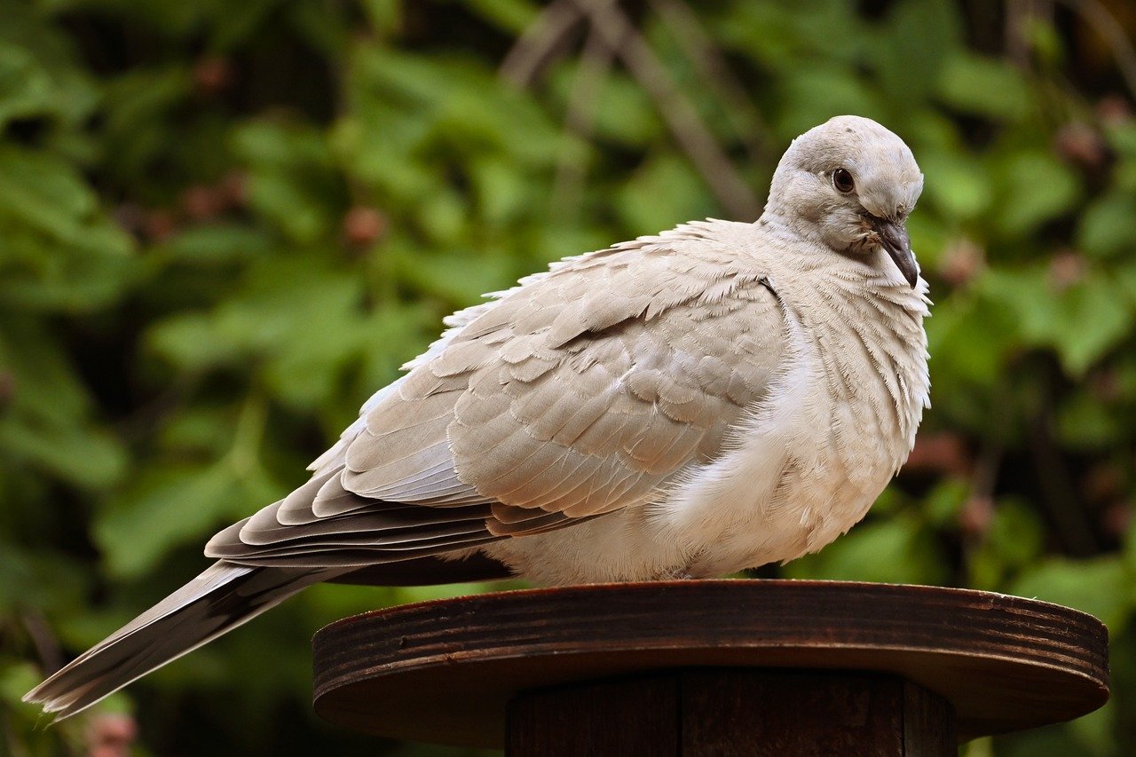 turkey pigeon, dove, nature, bird, animal, wildlife, garden, feathers, plumage, foraging, portrait, city pigeon, ornithology, flugtier, poultry, wild bird, sitting