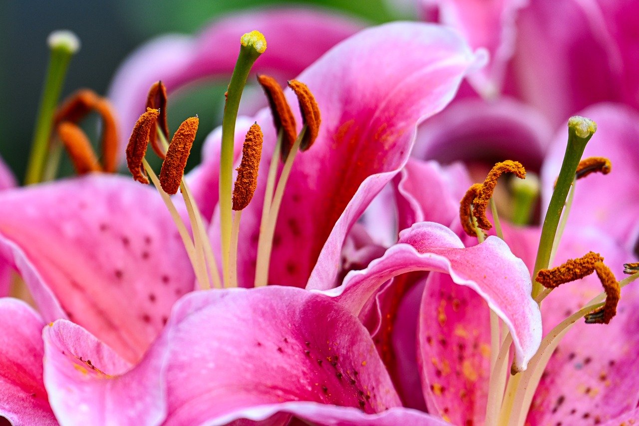 lilies, flower, flower wallpaper, blossom, bloom, flora, garden, plant, close up, petals, botany, mobile wallpaper, hd wallpaper, macro, nature